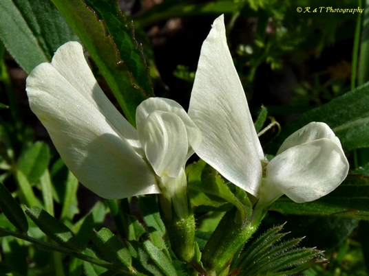 {Vicia grandiflora}